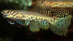 Fundulopanchax kribianus im Aquarium halten (Einrichtungsbeispiele fürFundulopanchax kribianus)