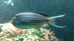 Genicanthus lamarck im Aquarium halten (Einrichtungsbeispiele für Lamarcks Lyrakaiserfisch)