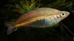 Glossolepis ramuensis im Aquarium halten (Einrichtungsbeispiele für Ramu-Regenbogenfisch)