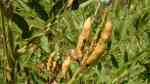 Glycyrrhiza glabra am Gartenteich (Einrichtungsbeispiele mit Echte Süßholzwurzel)