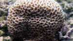 Goniastrea favulus im Aquarium halten (Einrichtungsbeispiele für Großpolypige Steinkoralle)
