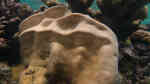 Goniastrea stelligera im Aquarium halten (Einrichtungsbeispiele für Großpolypige Steinkoralle)