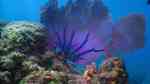 Gorgonia ventalina im Aquarium halten (Einrichtungsbeispiele für Karibischer Fächer)