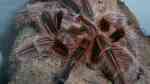 Grammostola rosea halten (Einrichtungsbeispiele für Rote Chile Vogelspinnen)