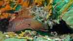 Gymnothorax javanicus im Aquarium halten (Einrichtungsbeispiele für Riesenmuräne)