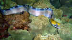 Gymnothorax rueppelliae im Aquarium halten (Einrichtungsbeispiele für Rüppels Muräne)