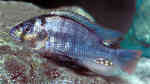 Haplochromis commutabilis im Aquarium halten (Einrichtungsbeispiele für Blauer Kachira)