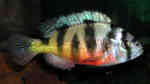 Einrichtungsbeispiele für die Haltung von Haplochromis latifasciatus im Aquarium