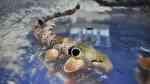 Hemiscyllium trispeculare im Aquarium halten (Einrichtungsbeispiele für Gesprenkelter Teppichhai)