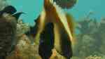 Heniochus pleurotaenia im Aquarium halten (Einrichtungsbeispiele für Indischer-Horn-Wimpfelfisch)