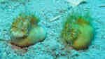 Heteropsammia cochlea im Aquarium halten (Einrichtungsbeispiele für Wandernde Koralle)