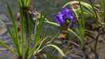 Iris laevigata am Gartenteich (Einrichtungsbeispiele mit Japanische Sumpf-Schwertlilie)