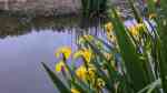Iris pseudacorus am Gartenteich (Einrichtungsbeispiele mit Sumpf-Schwertlilie)