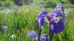 Iris setosa am Gartenteich (Einrichtungsbeispiele mit Strand-Iris)