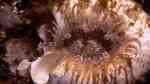 Isanthus capensis im Aquarium halten (Einrichtungsbeispiele für Ring-Tentakel-Anemone)