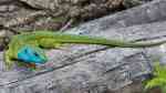 Lacerta viridis im Terrarium halten (Einrichtungsbeispiele für Östliche Smaragdeidechse)