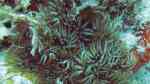 Lebrunia neglecta im Aquarium halten (Einrichtungsbeispiele für Verzweigte Anemone)