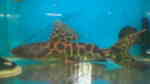 Leiarius longibarbis im Aquarium halten (Einrichtungsbeispiele für Marmorierter-Prachtantennenwels)