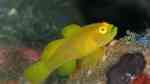 Lubricogobius exiguus im Aquarium halten (Einrichtungsbeispiele für Gelbe Zwerggrundel)
