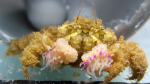 Lybia leptochelis im Aquarium halten (Einrichtungsbeispiele für Boxerkrabbe)