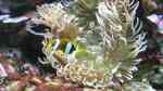 Macrodactyla doreensis im Aquarium halten (Einrichtungsbeispiele für Korkenzieher-Anemone)
