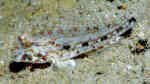 Macrodontogobius wilburi im Aquarium halten (Einrichtungsbeispiele für Macrodontogobius wilburi)