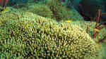 Madracis auretenra im Aquarium halten (Einrichtungsbeispiele für Sternchenkoralle)