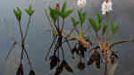 Menyanthes trifoliata am Gartenteich (Einrichtungsbeispiele mit Fieberklee)