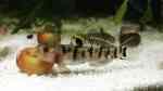 Mugilogobius tigrinus im Aquarium halten (Einrichtungsbeispiele für Mangroven-Zwerggrundel)