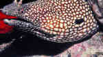 Muraena pavonina im Aquarium halten (Einrichtungsbeispiele für Weißpunktmuräne)
