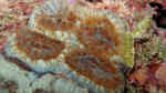 Mussismilia hispida im Aquarium halten (Einrichtungsbeispiele für Großpolypige Steinkoralle)