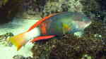 Notolabrus gymnogenis im Aquarium halten (Einrichtungsbeispiele für Purpurroter Lippfisch)