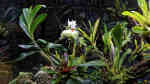 Orchideen im Terrarium pflegen (Terrariumbeispiele für Orchideengewächse)