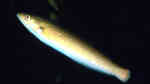 Oxyjulis californica im Aquarium halten (Einrichtungsbeispiele für Californien Lippfisch)