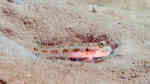 Oxyurichthys notonema im Aquarium halten (Einrichtungsbeispiele für Oxyurichthys notonema)
