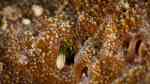 Paguritta gracilipes im Aquarium halten (Einrichtungsbeispiele für Korallen Einsiedlerkrebs)