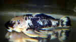 Parancistrus aurantiacus im Aquarium halten (Einrichtungsbeispiele für Goldstachel-Breitkopfharnischwels)