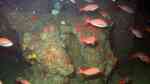 Paranthias furcifer im Aquarium halten (Einrichtungsbeispiele für Kreolenbarsch)