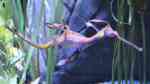 Phyllopteryx taeniolatus im Aquarium halten (Einrichtungsbeispiele für Seedrache)