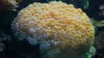 Plerogyra sinuosa im Aquarium halten (Einrichtungsbeispiele für Großpolypige Steinkoralle)