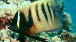 Pomacanthus sexstriatus im Aquarium halten (Einrichtungsbeispiele für Sechsbinden-Kaiserfisch)