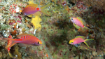 Pseudanthias flavicauda im Aquarium halten (Einrichtungsbeispiele für Gelbschwanz-Fahnenbarsch)