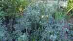 Santolina viridis am Gartenteich (Einrichtungsbeispiele mit Grüne Lavendelheide)