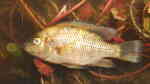 Sargochromis codringtonii im Aquarium halten (Einrichtungsbeispiele für Sargochromis codringtonii)