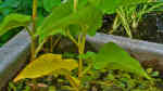Saururus cernuus im Gartenteich pflegen (Einrichtungsbeispiele für Amerikanischer Eidechsenschwanz)