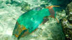 Scarus guacamaia im Aquarium halten (Einrichtungsbeispiele für Blauer-Regenbogen-Papageifisch)