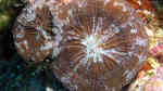 Scolymia cubensis im Aquarium halten (Einrichtungsbeispiele für Artischocken-Koralle)