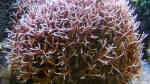 Seriatopora hystrix im Aquarium halten (Einrichtungsbeispiele für Christusdorn-Koralle)