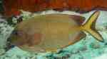 Siganus punctatissimus im Aquarium halten (Einrichtungsbeispiele für Pünktchen-Kaninchenfisch)