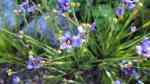 Sisyrinchium angustifolium am Gartenteich (Einrichtungsbeispiele mit Schmalblättriges Blauäuglein)